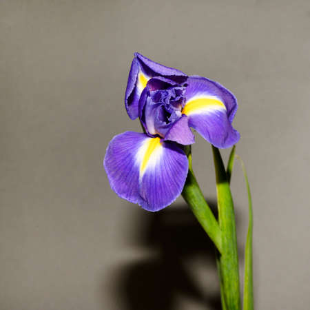 very pretty colorful iris spring flower close upの写真素材