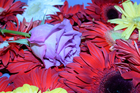 patterns o flower close up,colorful gerbera,rose,iris,carnation,tulip