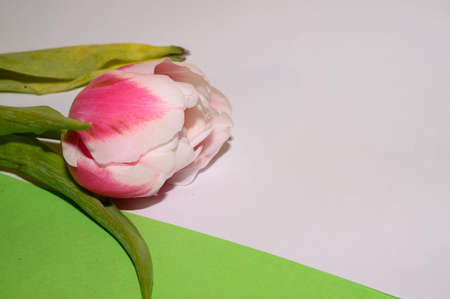 tulip colorful spring flower and different backgroundの写真素材