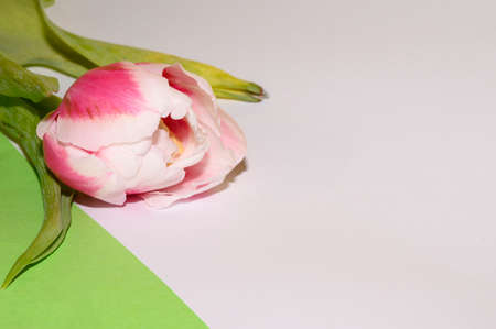 tulip spring flower close up colorful backgroundの写真素材