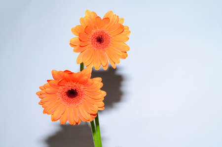 gerbera opened colorful flower close up in the sunshineの写真素材