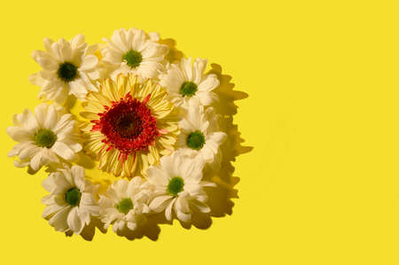 gerbera and small white garden flower combination close up