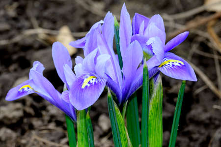 iris small spring garden flower close up in my garden in the sunshine