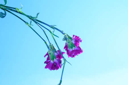 carnation flower in the sunshine close upの写真素材