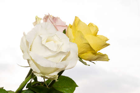 rose flower colorful bouquet  close up in the sunshineの写真素材