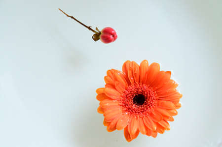 gerbera and bud flower swim in the water close upの写真素材