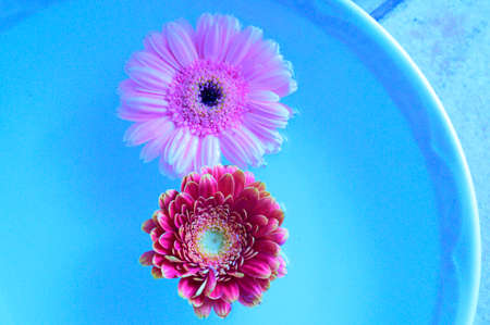 gerbera colorful flower close up swim in the waterの写真素材