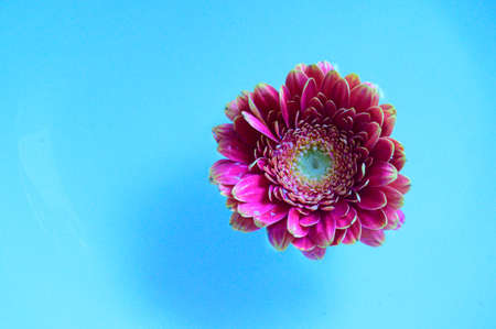 gerbera flower in the water close up and colorful background