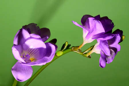 fresia colorful flower and beautiful background close up