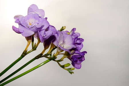 fresia colorful flower in the sunshine close upの写真素材