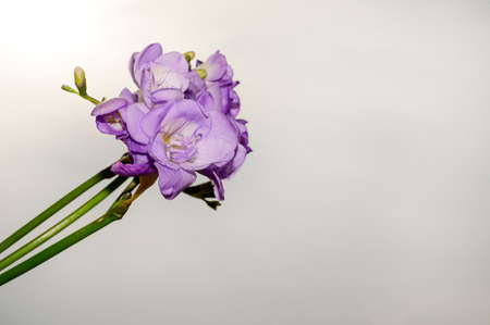 fresia colorful flower in the sunshine close upの写真素材