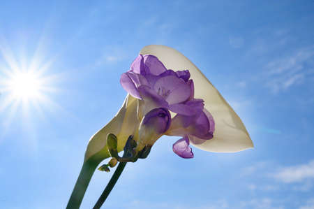 cala and fresia colorful flower close up in the sunshineの写真素材