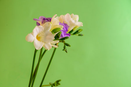 fresia colorful flower close up and green backgroundの写真素材