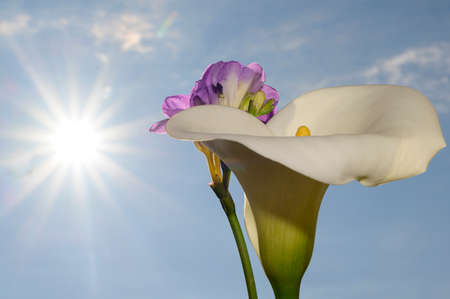 cala and fresia colorful flower in the sunshineの写真素材