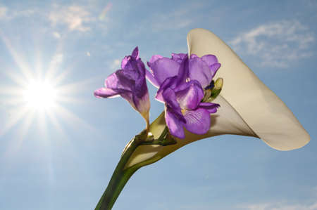cala and fresia colorful flower in the sunshineの写真素材