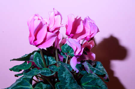 cyclamen colored potted flower in the sunshine close upの写真素材