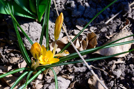 iris beautiful spring garden flower in the sunshineの写真素材