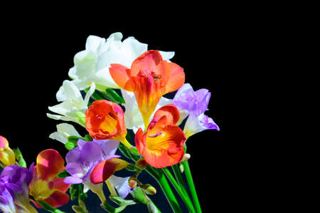 freesia very pretty colorful bouquet close up and black backgroundの写真素材