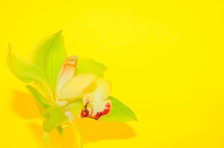 orchid colored beautiful flower and yellow backgroundの写真素材