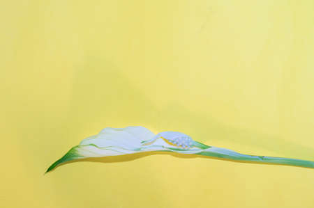 leaf colored in the table close up and yellow backgroundの写真素材