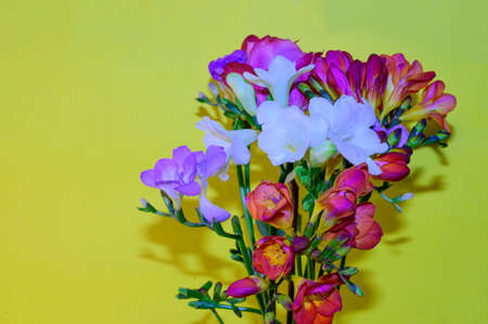 freesia colorful very nice bouquet close upの写真素材