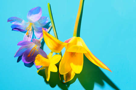 daffodil and spring flower close up in the sunshine very nice colored backgroundの写真素材