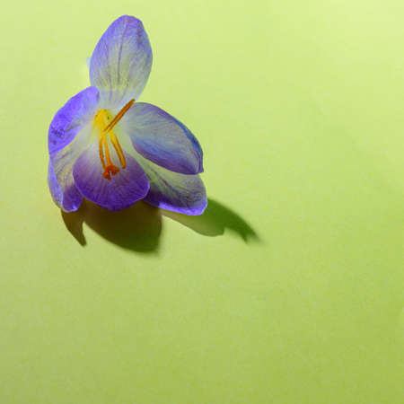 flower colorful garden flower in the sunshineの写真素材