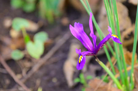 iris colorful spring flower in my garden in the sunshineの写真素材