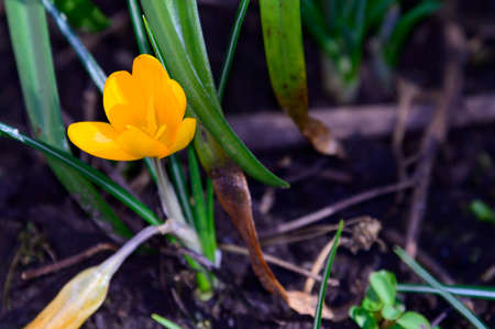 crocus very pretty colorful spring garden flower close up in my gardenの写真素材