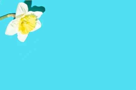 daffodil and spring flower close up in the sunshine very nice colored backgroundの写真素材