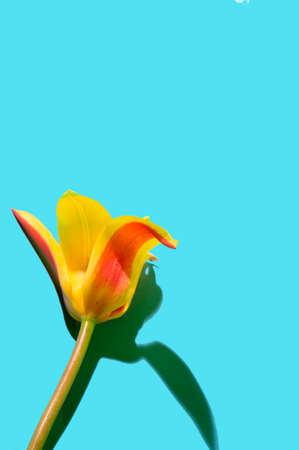daffodil  tulip spring flower and colorful backgroundの写真素材
