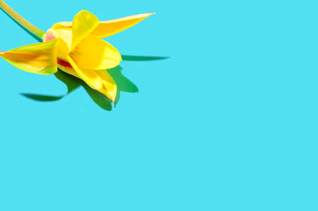 daffodil  tulip spring flower and colorful backgroundの写真素材