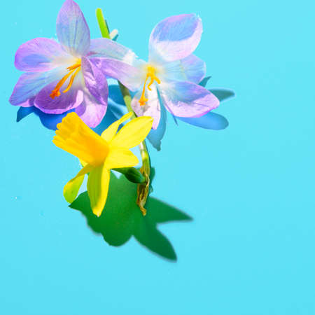 daffodil  tulip spring flower and colorful backgroundの写真素材