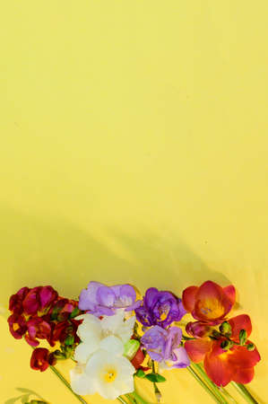 freesia very pretty colorful garden flowers close upの写真素材