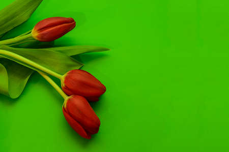 tulip beautiful red spring garden flower close upの写真素材