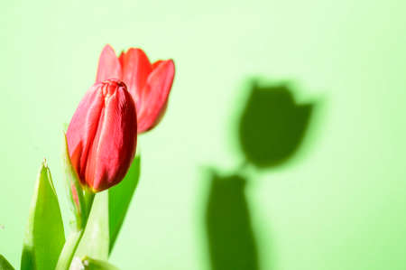tulip beautiful red spring garden flower close upの写真素材