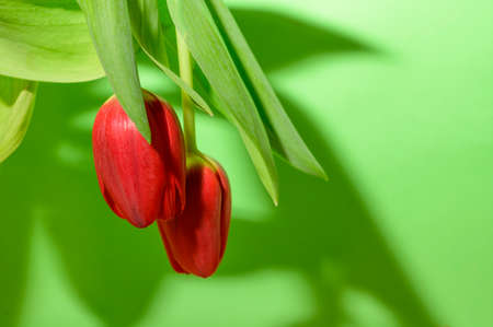tulip beautiful red spring garden flower close upの写真素材