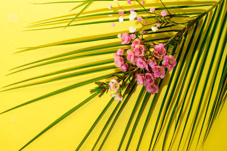 flower beautiful pink flower close up yellow backgroundの写真素材