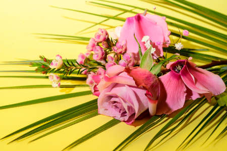 flower beautiful pink flower close up yellow backgroundの写真素材