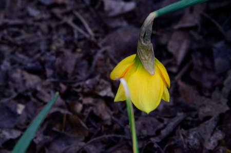 daffodil very pretty yellow spring garden flower close up