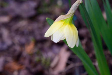 daffodil very pretty colorful spring garden flower in the sunshineの写真素材