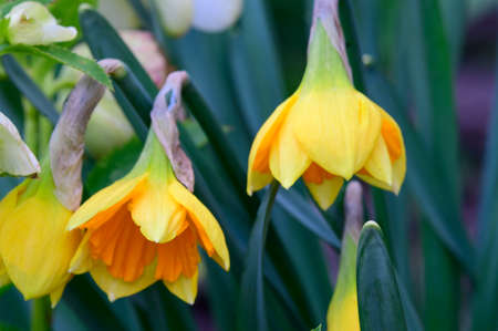 daffodil beautiful color spring garden flower in the sunshine
