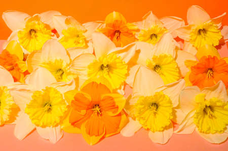 daffodil very many colorful spring flower in my gardenの写真素材