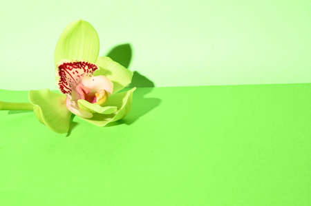 orchid very pretty colorful flower close up in the lightの写真素材