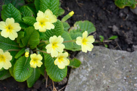 primula very pretty colorful spring flowerの写真素材