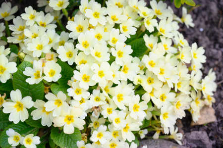 primula very pretty colorful spring garden flowerの写真素材