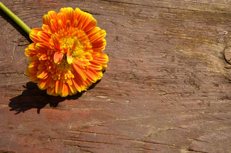 gerber very nice colorful flower close upの写真素材