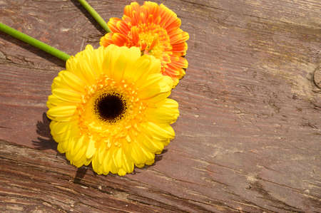 gerber very nice colorful flower close upの写真素材