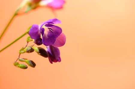 freesia colorful flower close up in the sunshineの写真素材