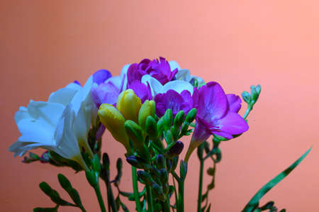 freesia colorful very pretty  bouquet flower close upの写真素材